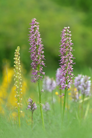 Orchis anthropophora x simia