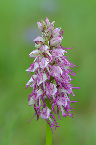 Orchis anthropophora x simia