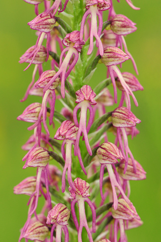 Orchis anthropophora x simia