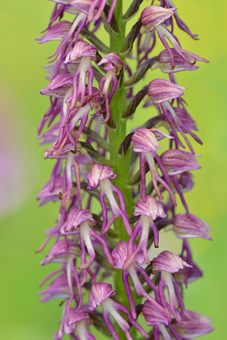 Orchis anthropophora x simia