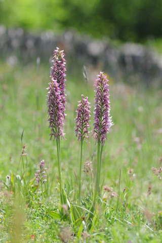 Orchis anthropophora x simia