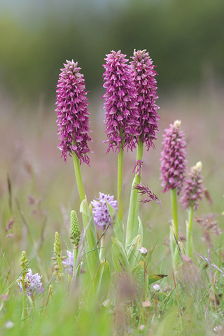 Orchis anthropophora x simia