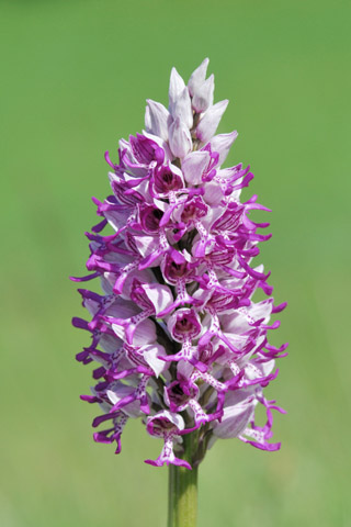 Orchis militaris x simia