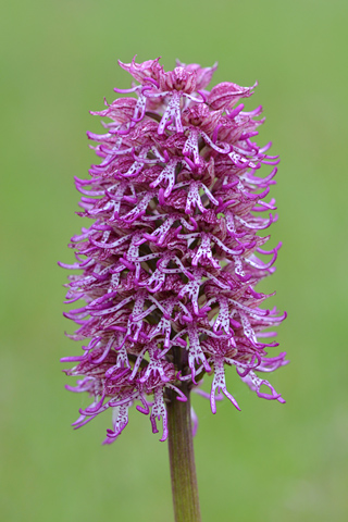 Orchis purpurea x simia