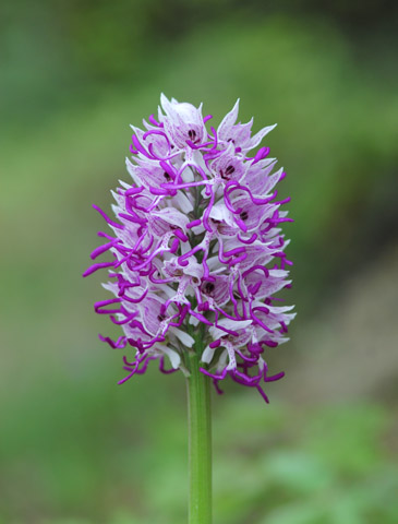 Orchis simia