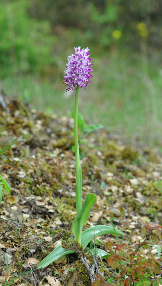 Orchis simia