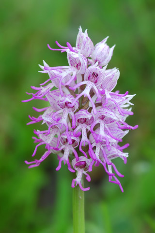 Orchis simia