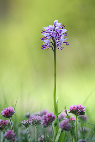 Orchis simia