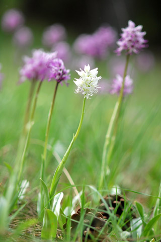 Orchis simia