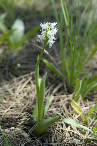 Orchis simia