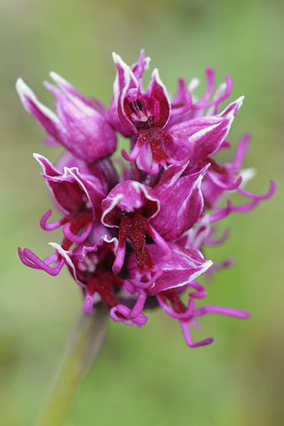 Orchis simia