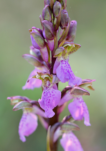 Orchis spitzelii
