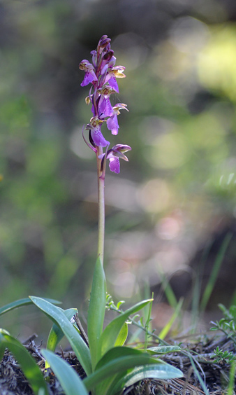 Orchis spitzelii