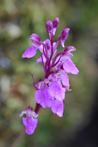 Orchis spitzelii
