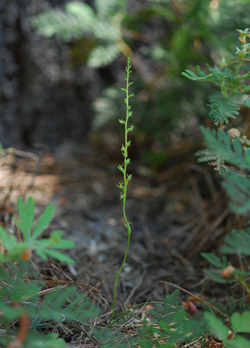 Piperia colemanii