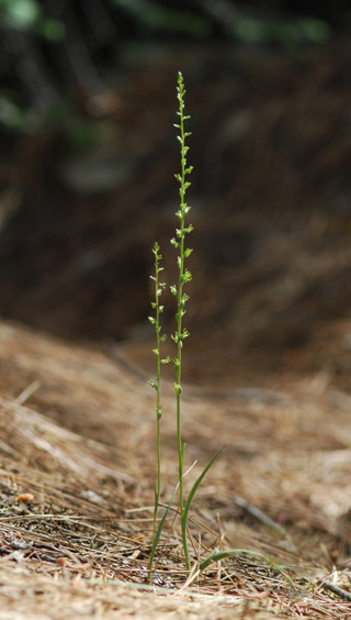 Piperia colemanii