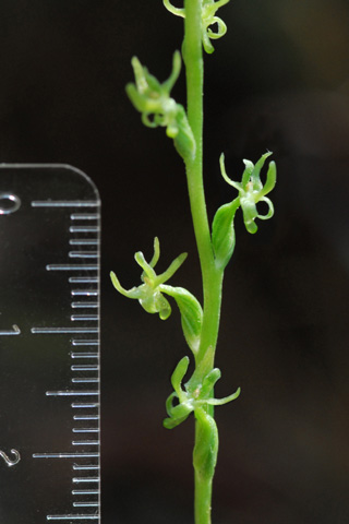 Piperia colemanii