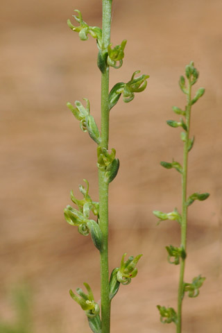 Piperia colemanii