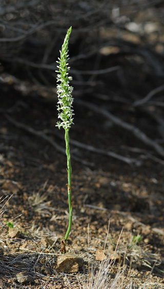 Piperia elegans