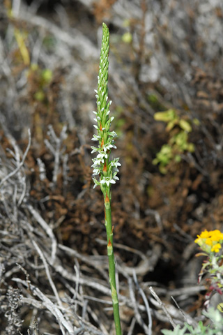 Piperia elegans