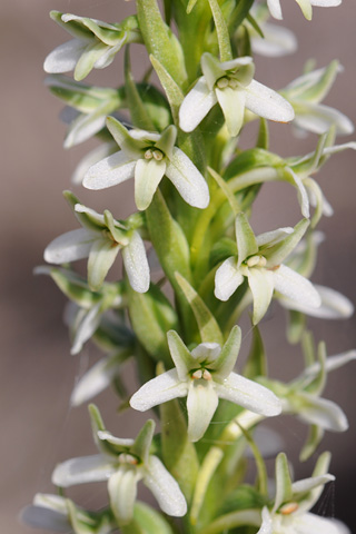 Piperia elegans