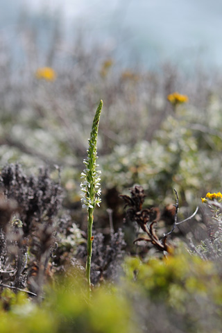 Piperia elegans