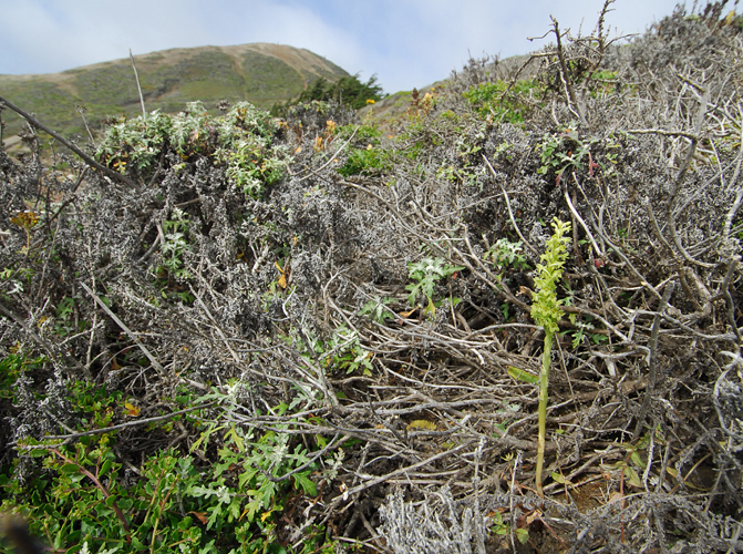 Piperia michaelii