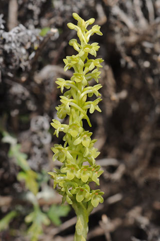 Piperia michaelii