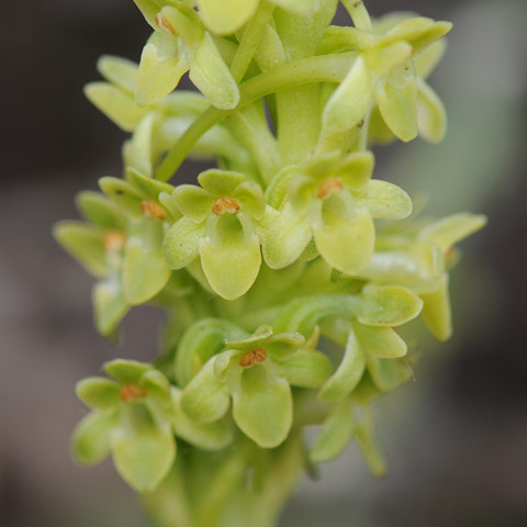 Piperia michaelii