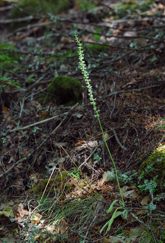 Piperia transversa