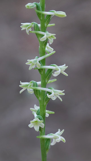 Piperia transversa