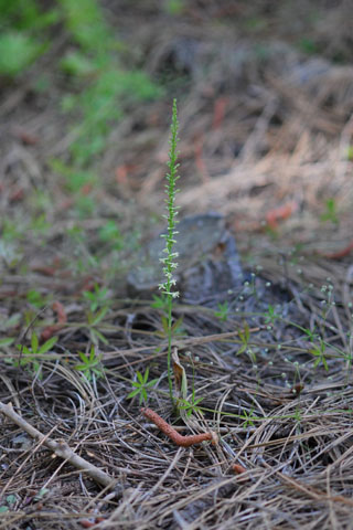 Piperia transversa