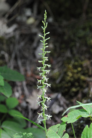 Piperia transversa