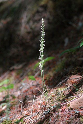 Piperia transversa