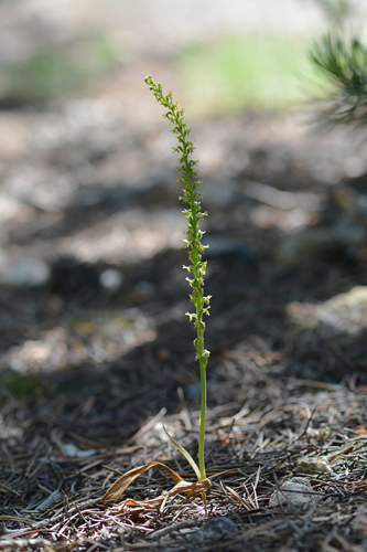 Piperia unalascensis