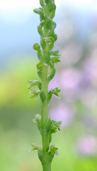 Piperia unalascensis