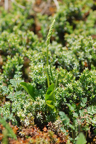 Piperia unalascensis