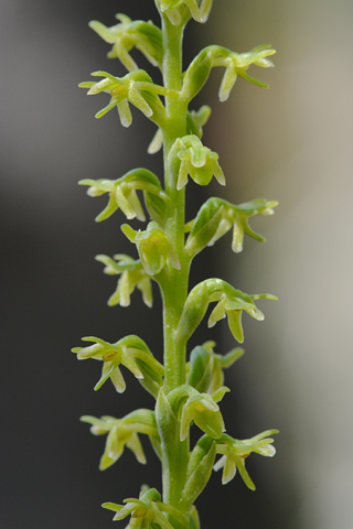 Piperia unalascensis