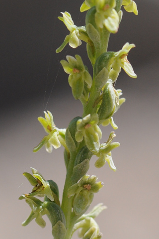 Piperia unalascensis