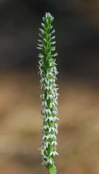 Piperia yadonii