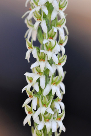 Piperia yadonii