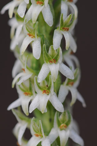 Piperia yadonii