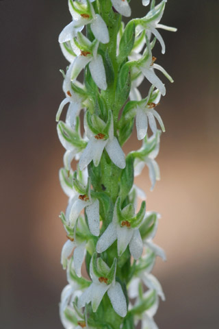 Piperia yadonii