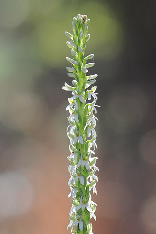 Piperia yadonii