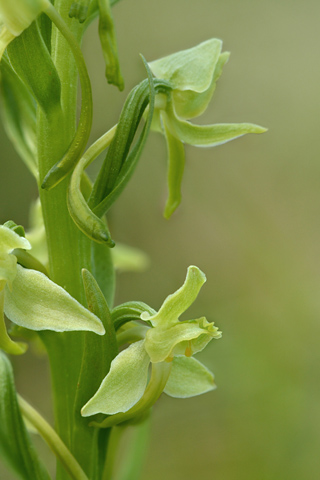 Platanthera algeriensis