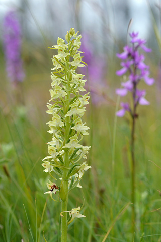 Platanthera algeriensis