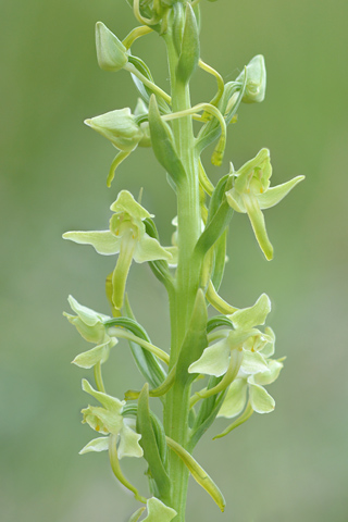 Platanthera algeriensis