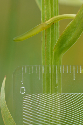 Platanthera algeriensis