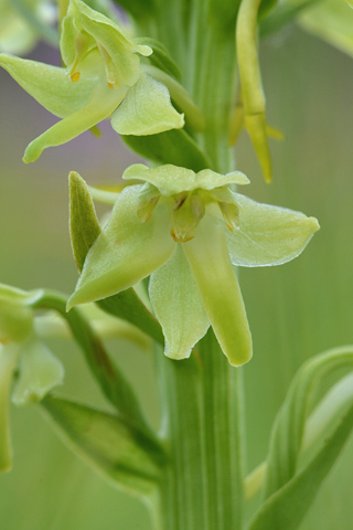 Platanthera algeriensis