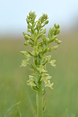 Platanthera algeriensis